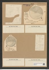 Coscinodiscus capensis Grun. (de-Toni-Nr.: Genus 202, Species 4923) Zeichnungen Sammlung Grunow Nr. 8692 (NHMW-BOT-W0378113)